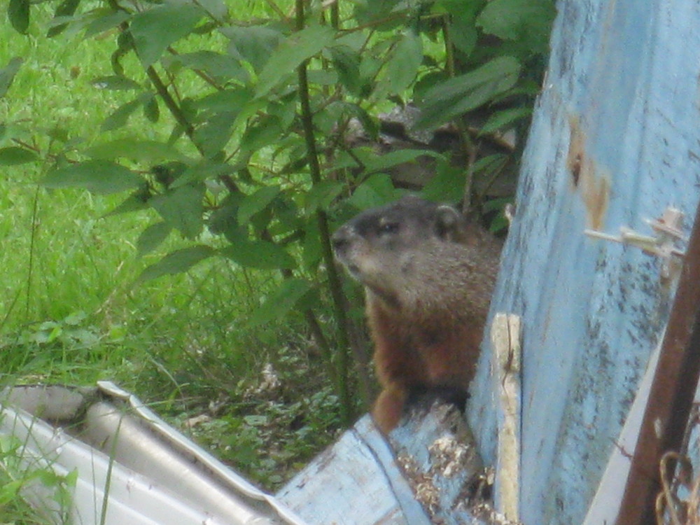 La marmotte à Yancy