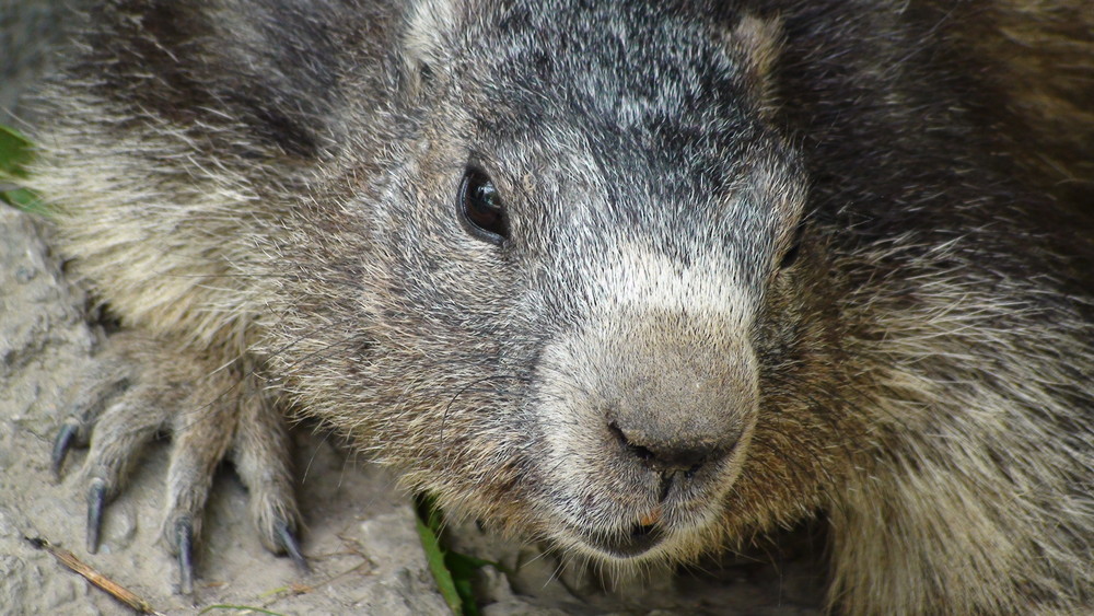 la Marmotte