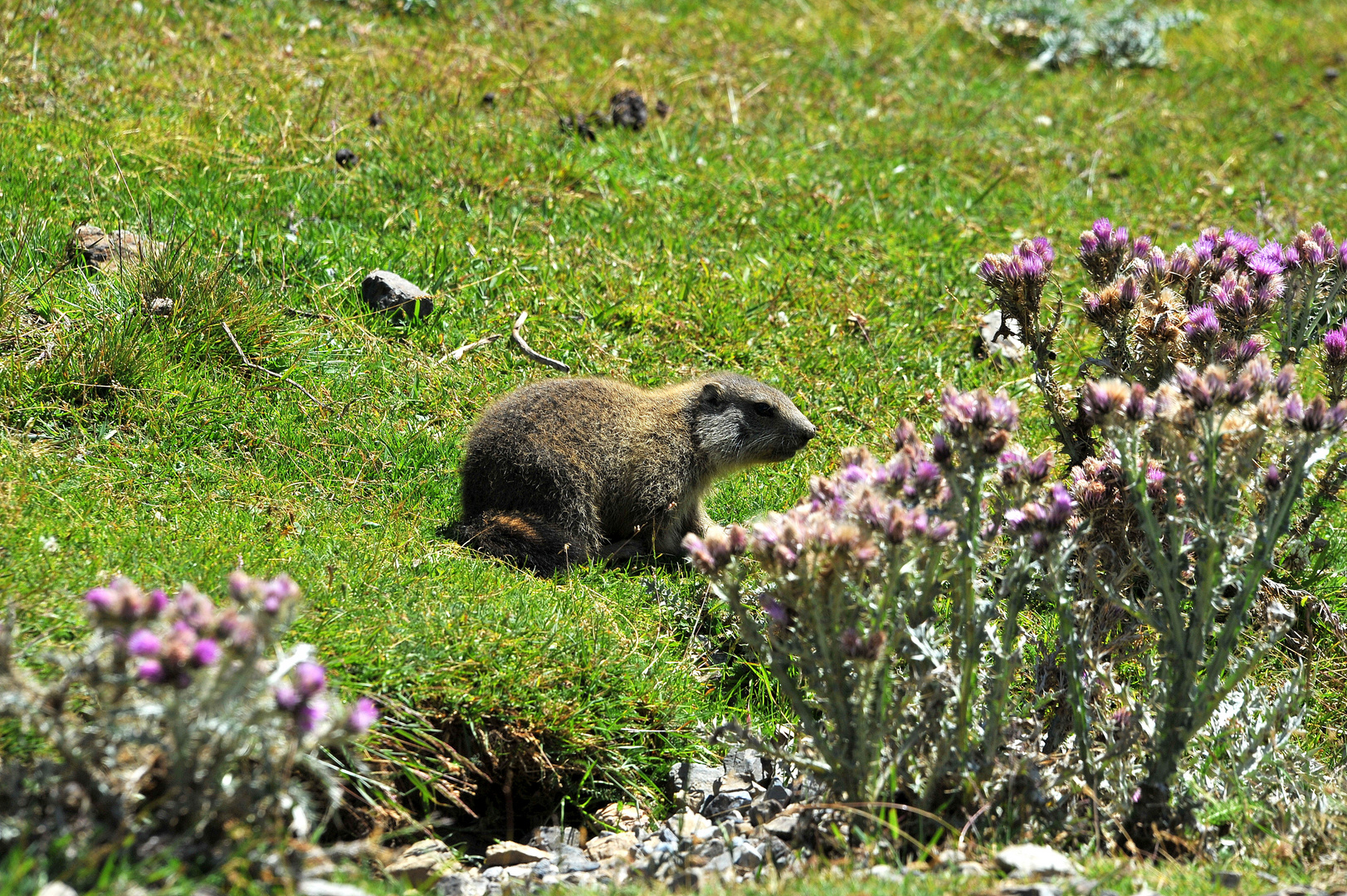 la marmotte, col du portet  ! 