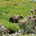 la marmotte, col du portet  ! 