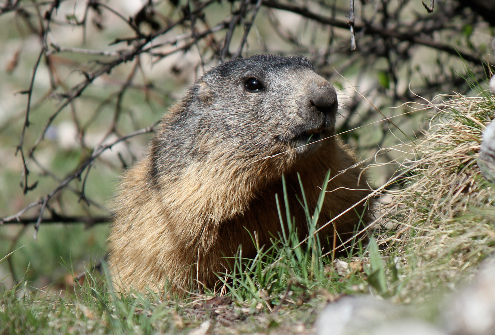 LA MARMOTTE CURIEUSE