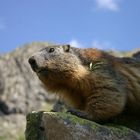 la marmotte des Alpes