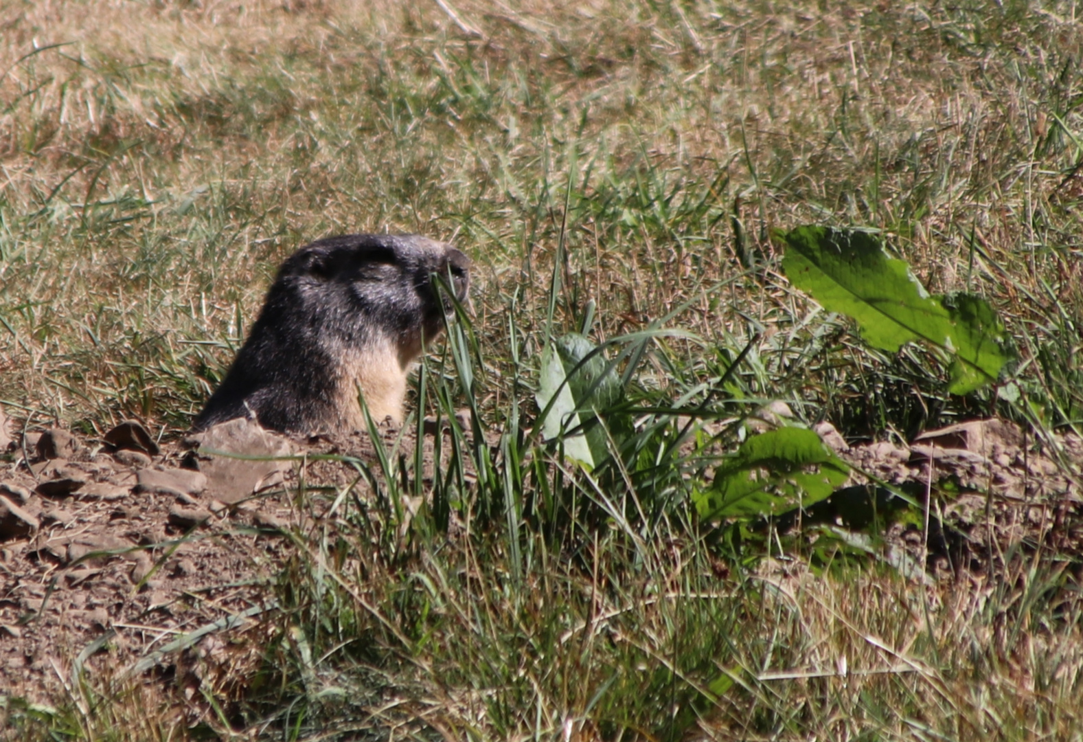 LA MARMOTTE EN PLEIN AIR...