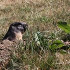 LA MARMOTTE EN PLEIN AIR...