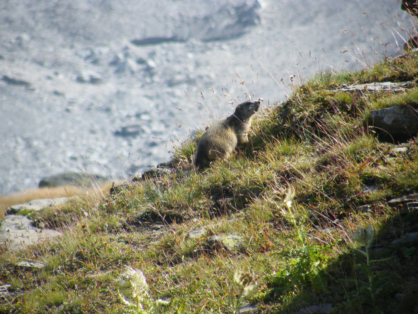 la marmotte