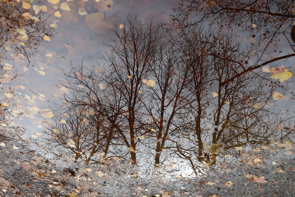 la marre aux arbres