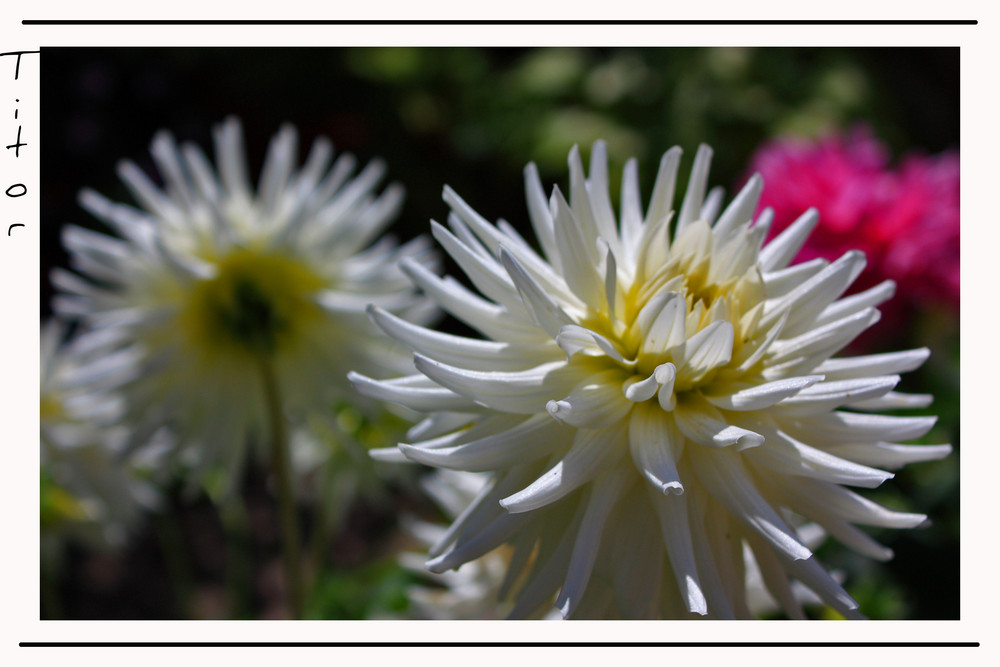 La mas bella de mi jardin