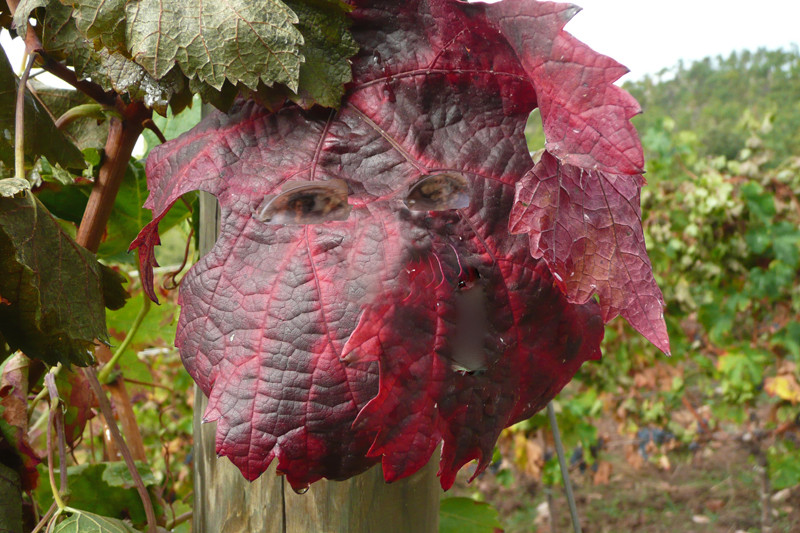 La maschera di Bacco.