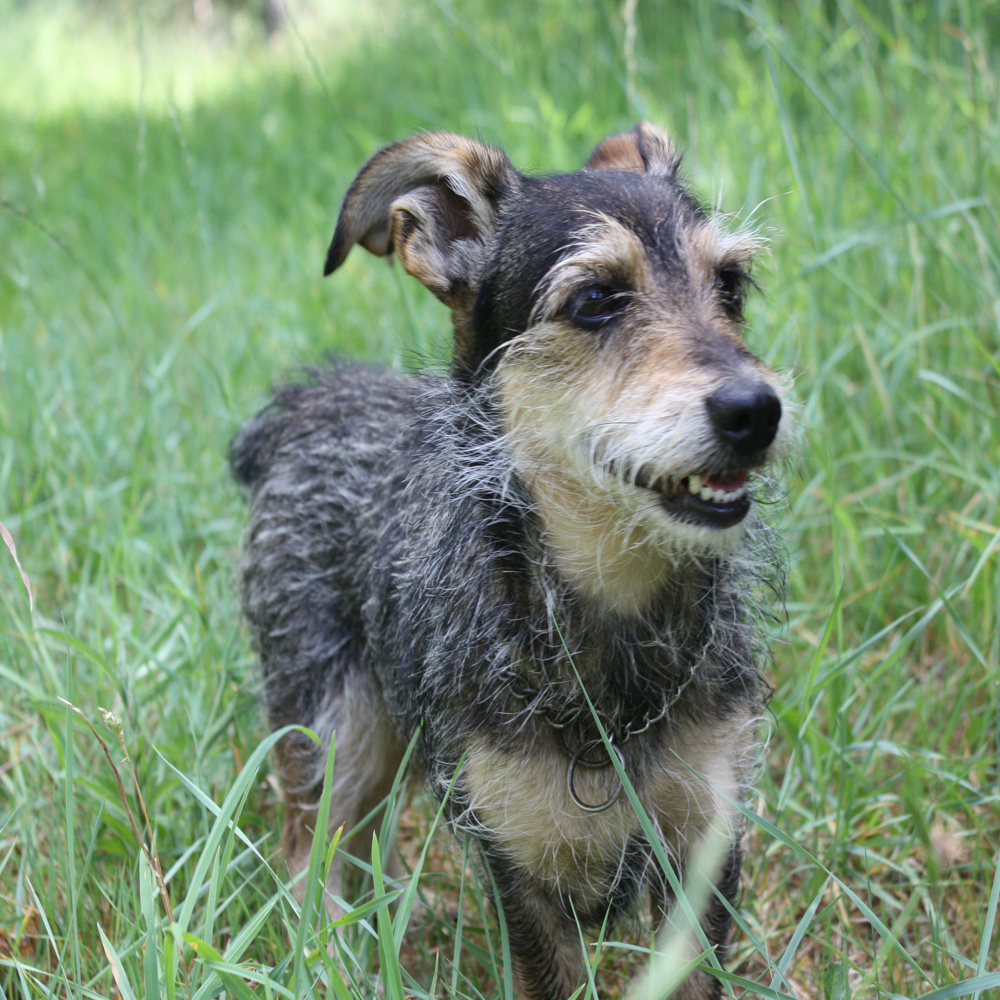 la mascotte