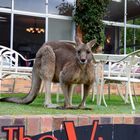 La mascotte de l'hôtel