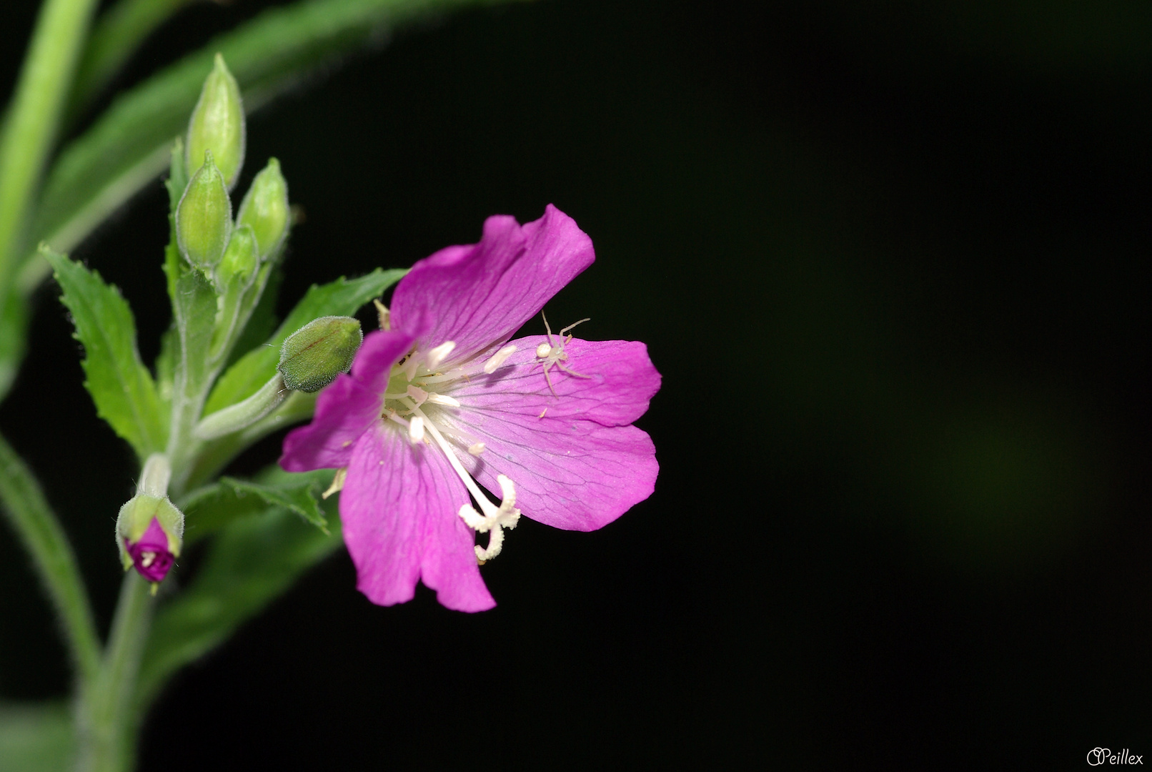 La mauve !