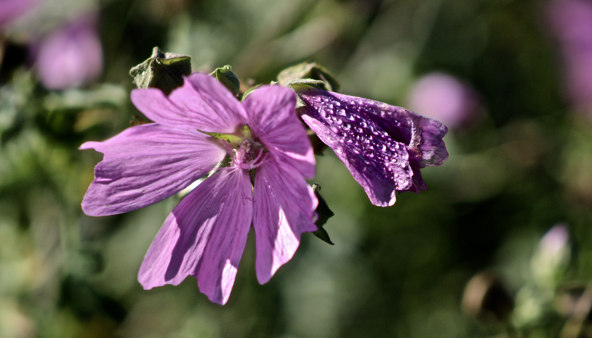 ...la mauve !!!...