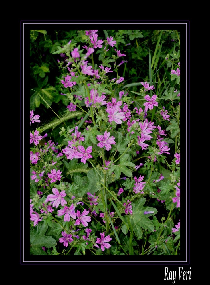 la Mauve Sylvestre