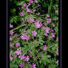 la Mauve Sylvestre