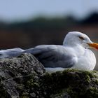 la Méditation du Goéland