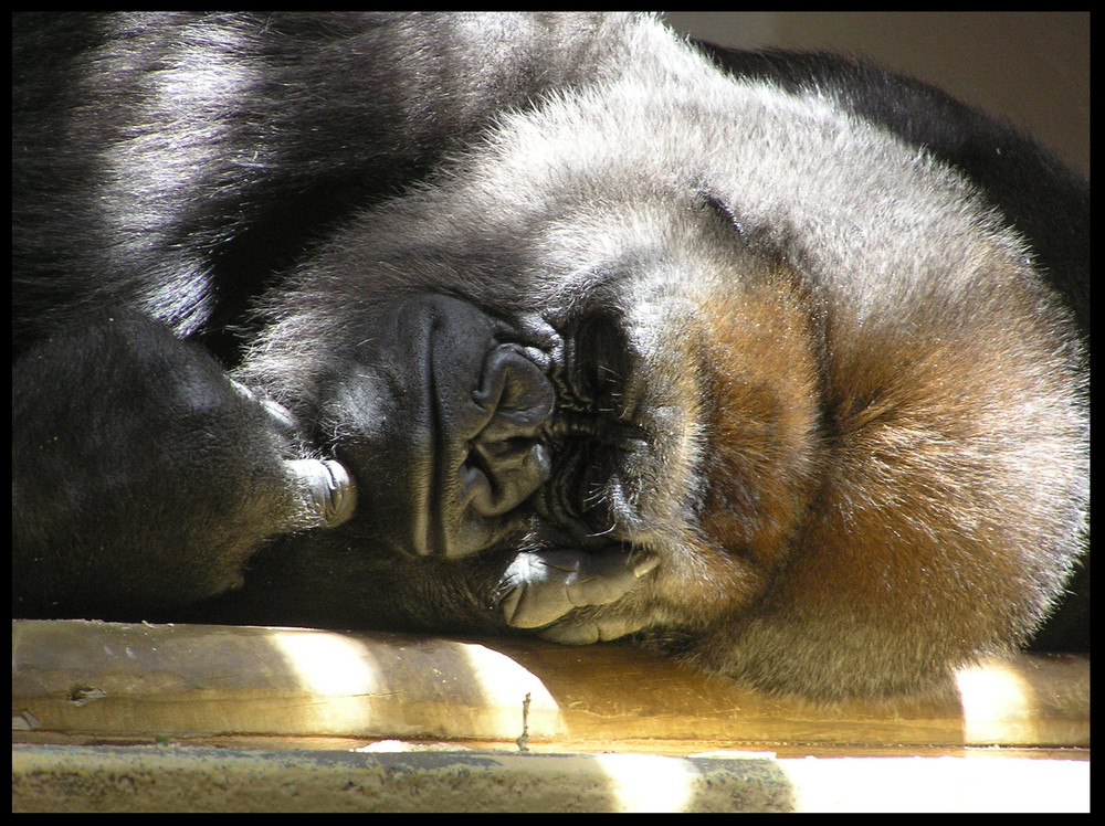 La meditation du Gorille