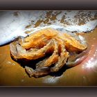 La méduse étoilée