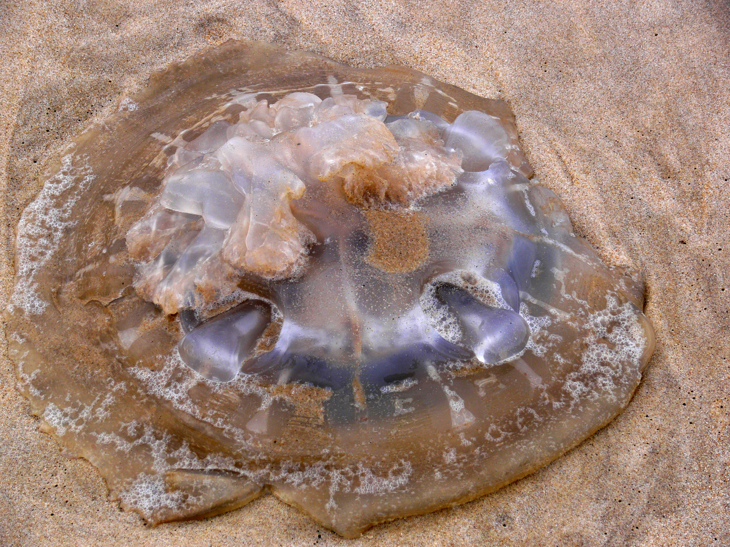 LA MEDUSE SANS SON RADEAU