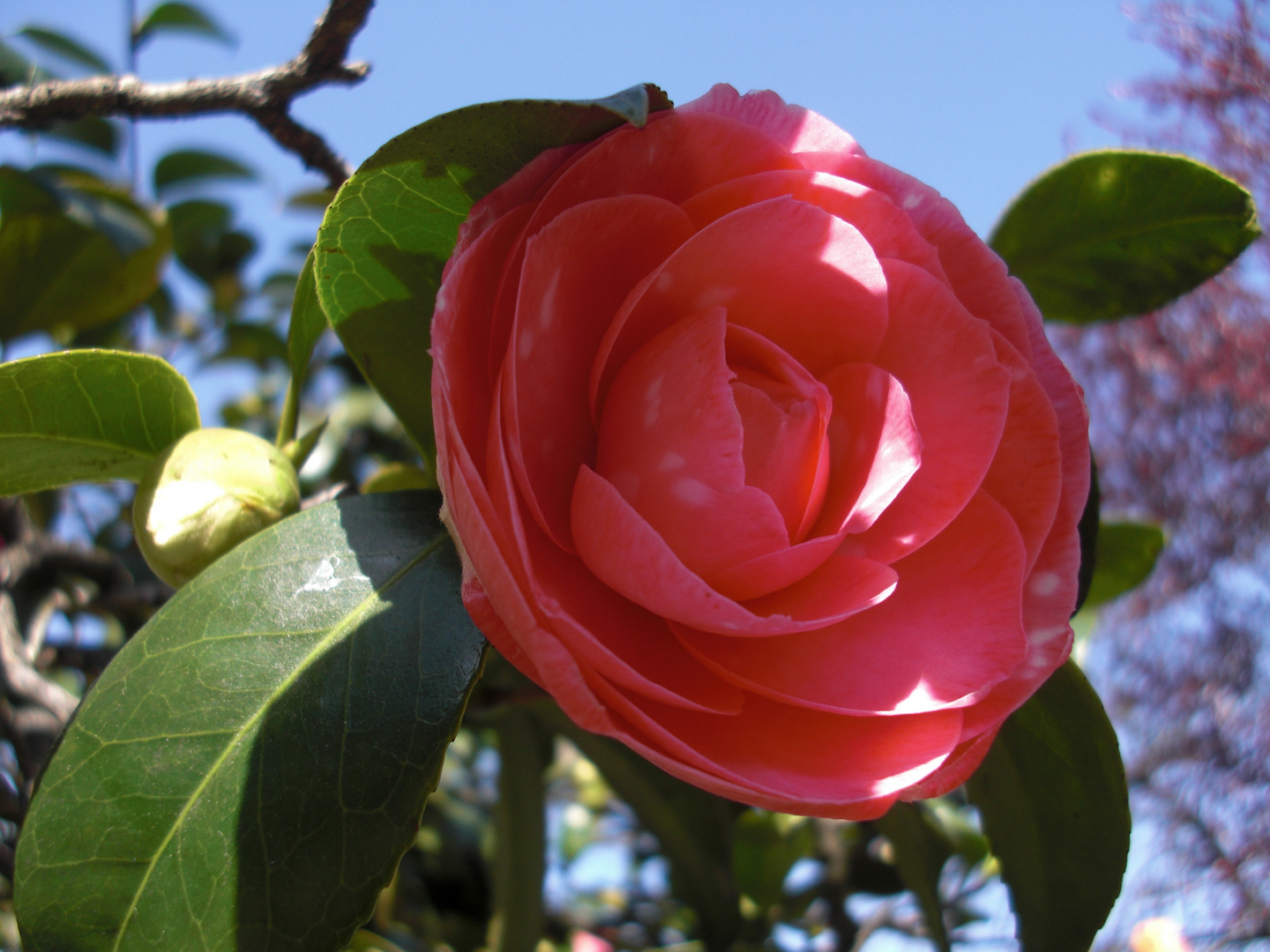 la mejor de mi jardin