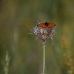 La mélitée orangée 