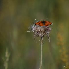 La mélitée orangée 