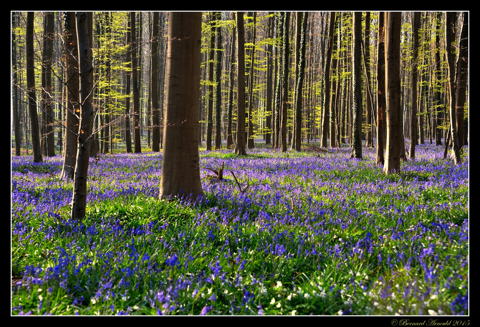 La mer bleue envahit le bois de Hal