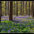 La mer bleue envahit le bois de Hal