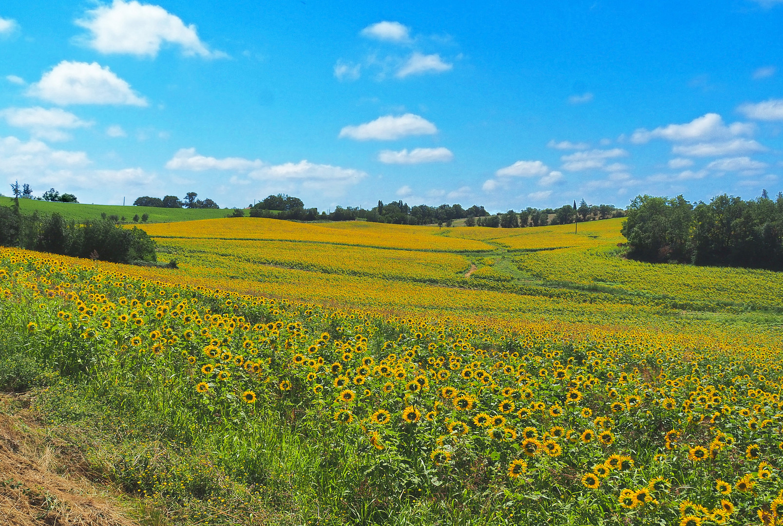 La mer de tournesols en allant vers mon village