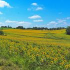 La mer de tournesols en allant vers mon village