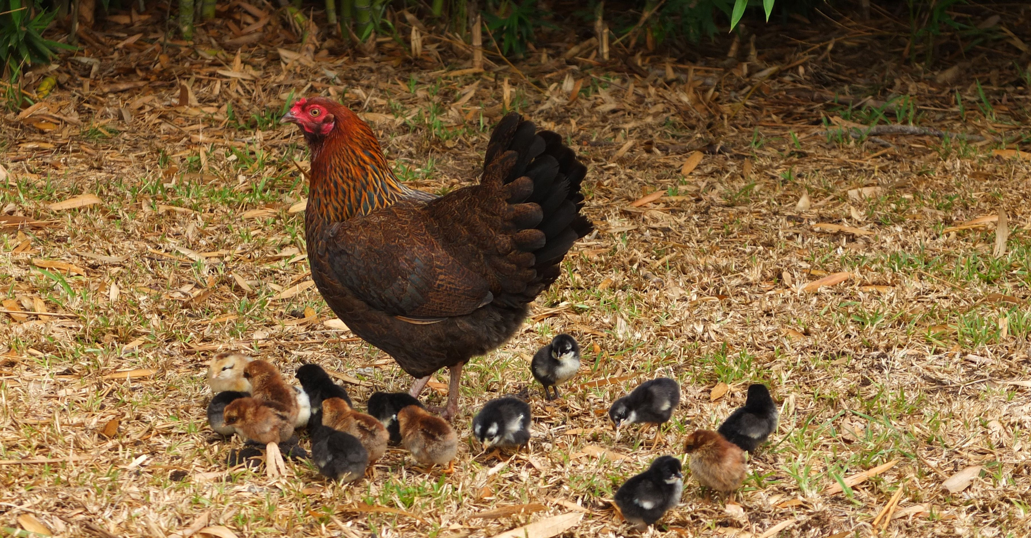 La mère poule et ses poussins