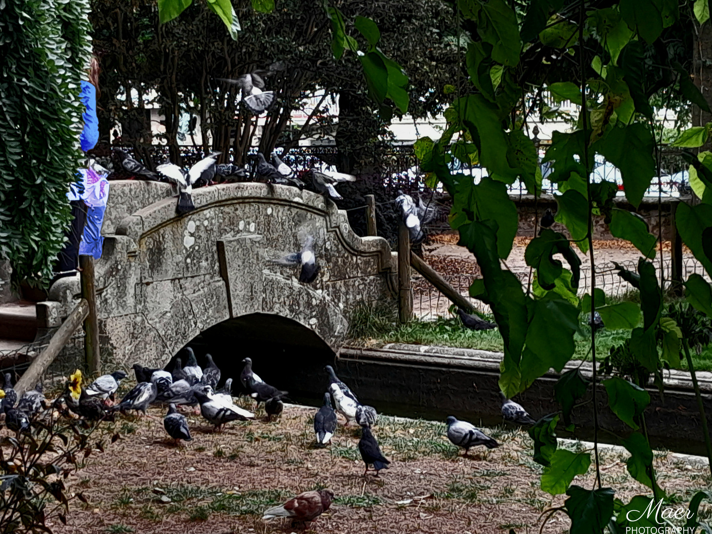 La merienda de las palomas.