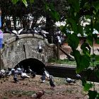 La merienda de las palomas.