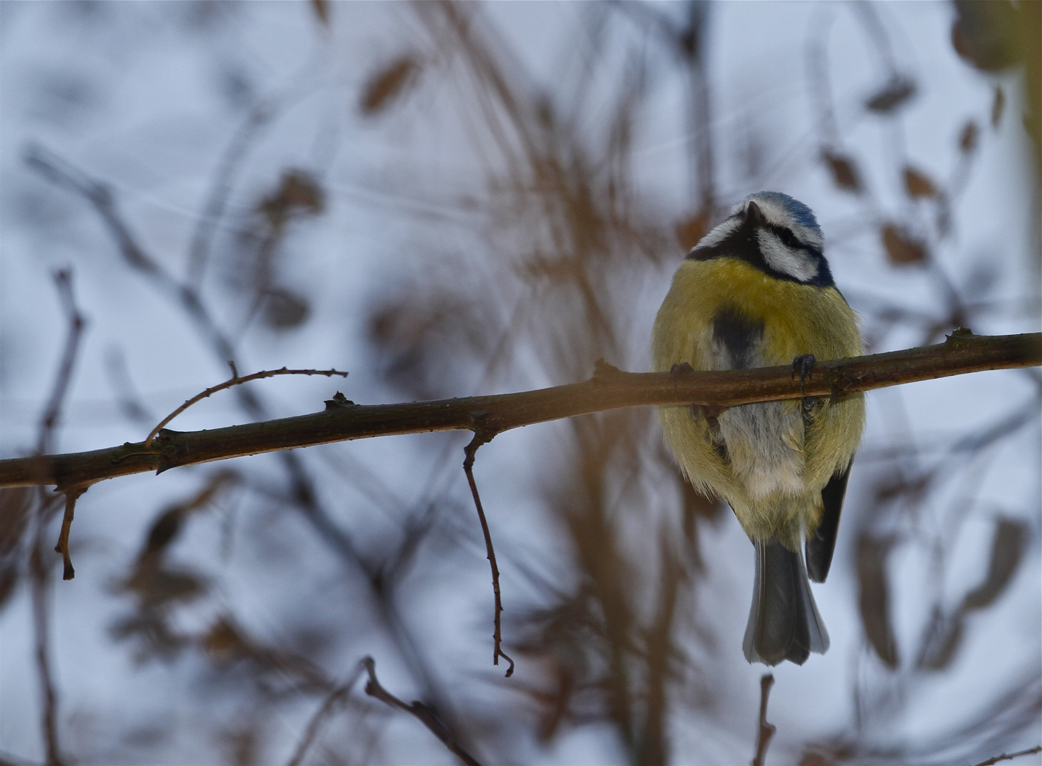 La mésange....