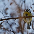 La mésange....