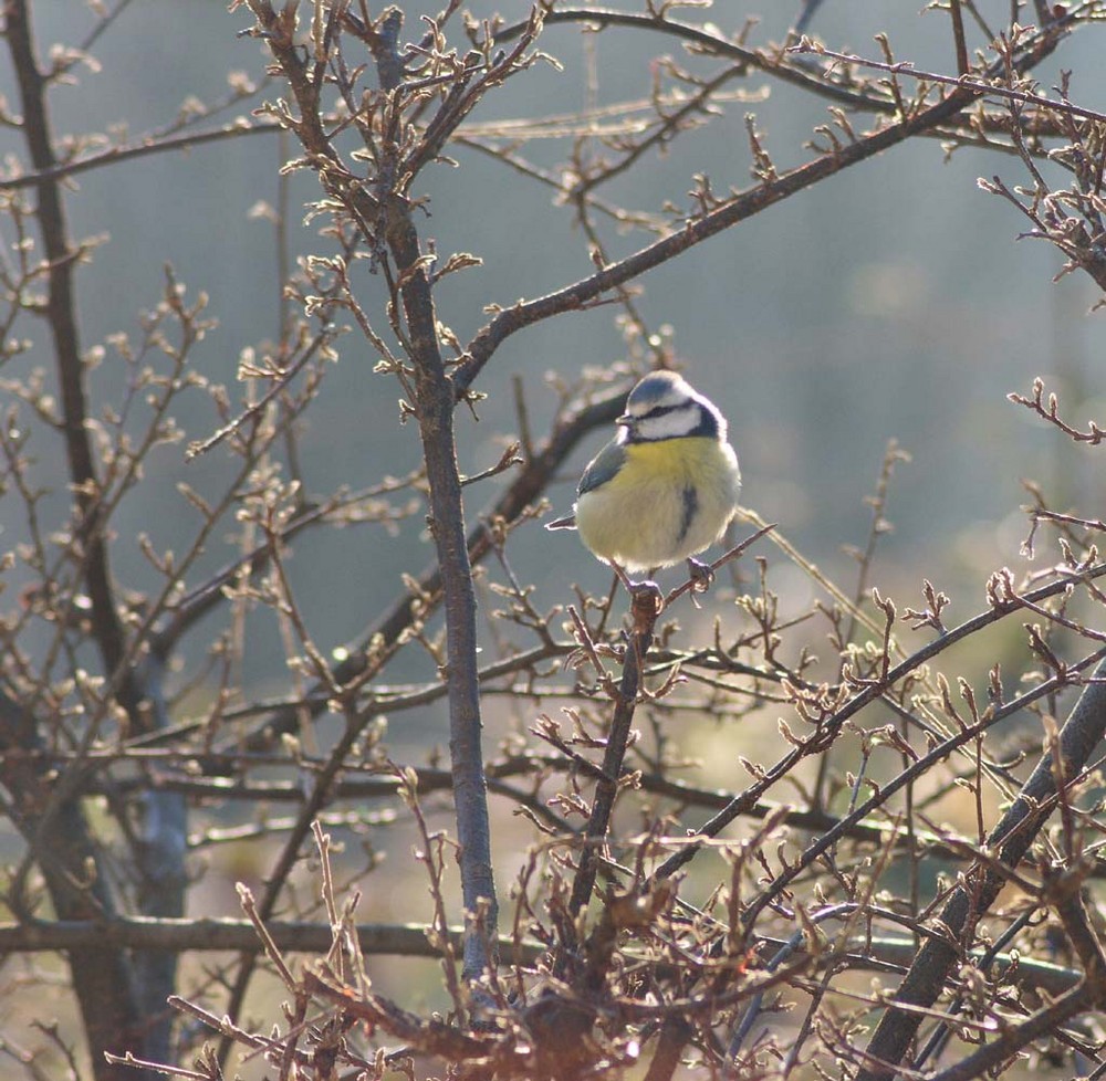 la mésange