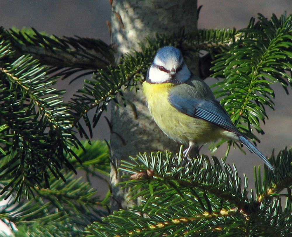 La mésange à tête bleue