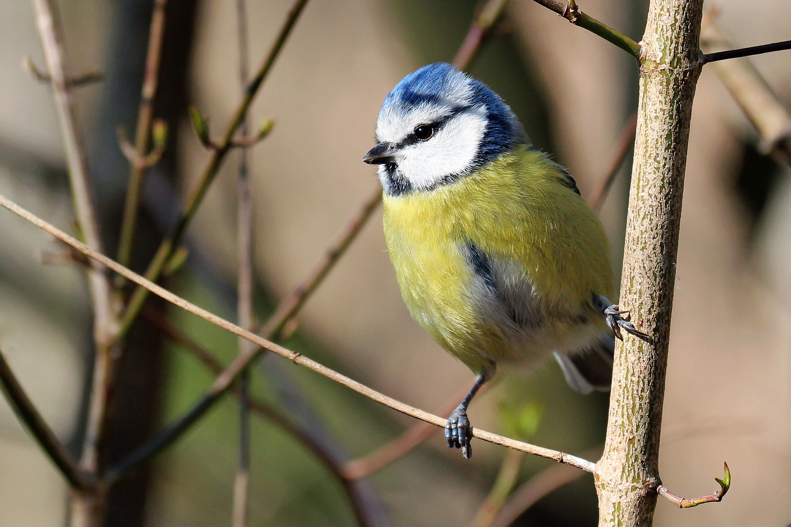 La mésange bleue