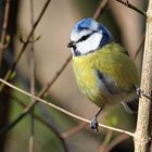 La mésange bleue