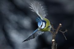 la mésange bleue