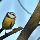 La mésange bleue