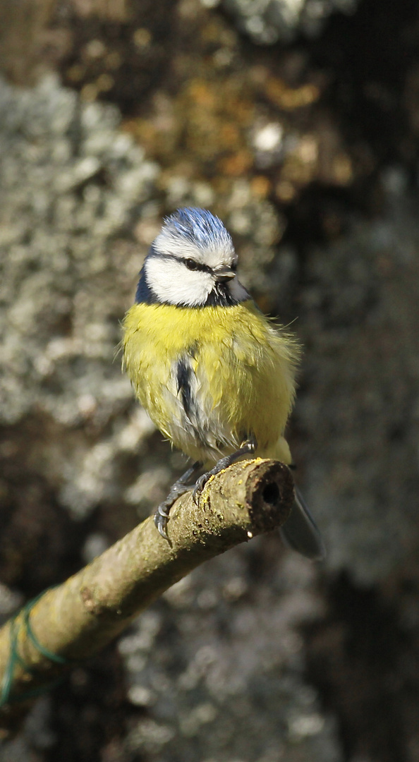 La Mésange bleue....