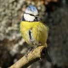 La Mésange bleue....