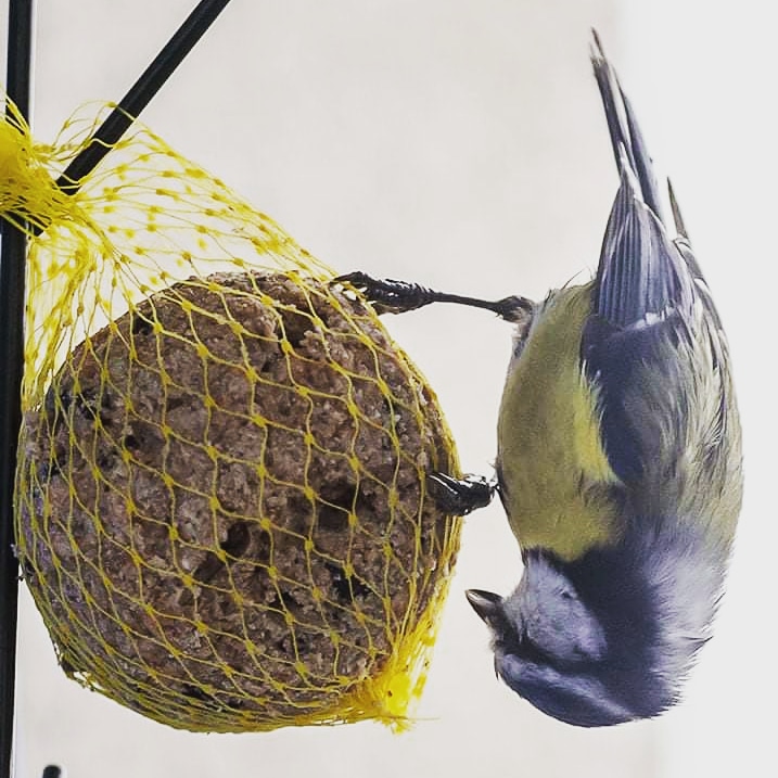 La Mésange bleue acrobate ce matin sous la pluie 