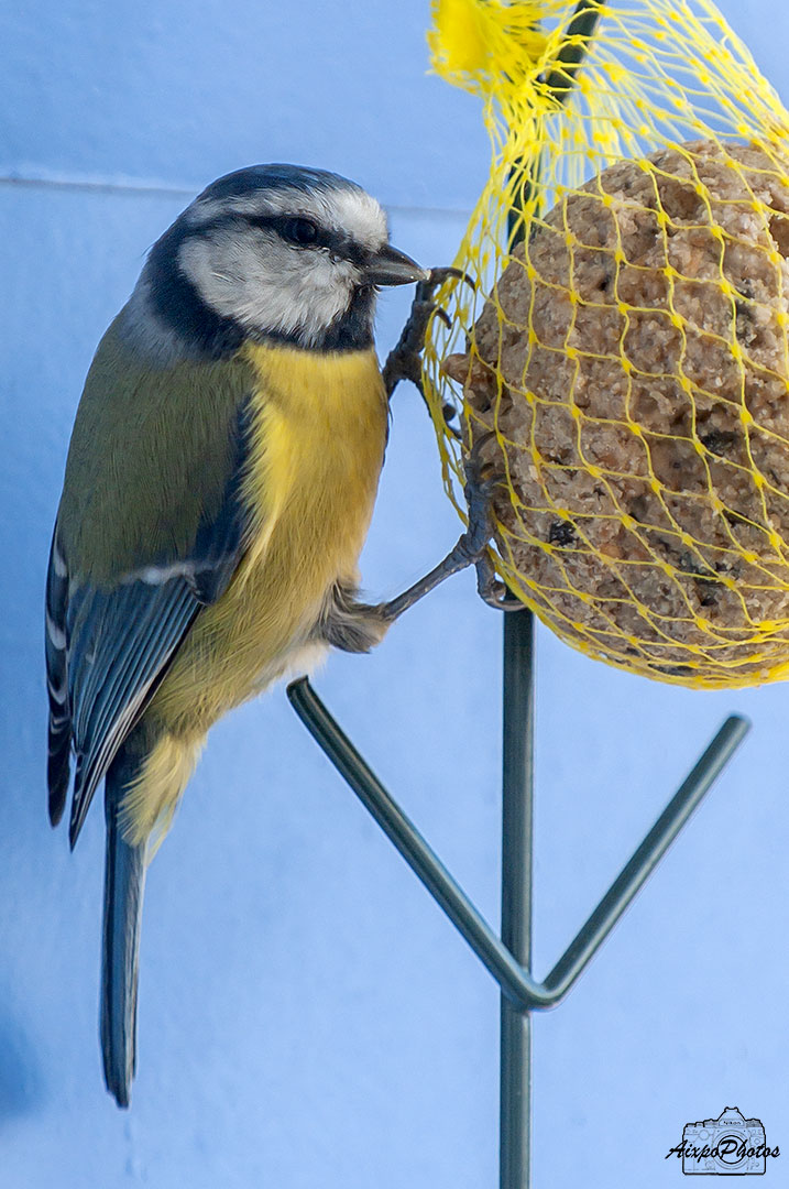 La Mésange Bleue au ravitaillement