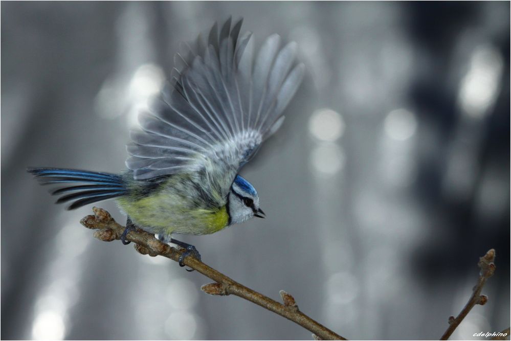 la mésange bleue