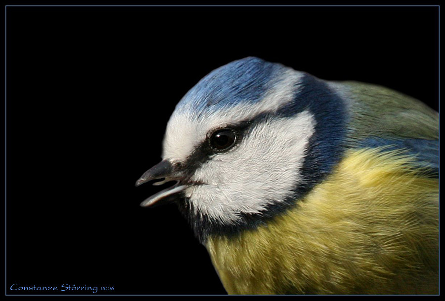 la mésange bleue