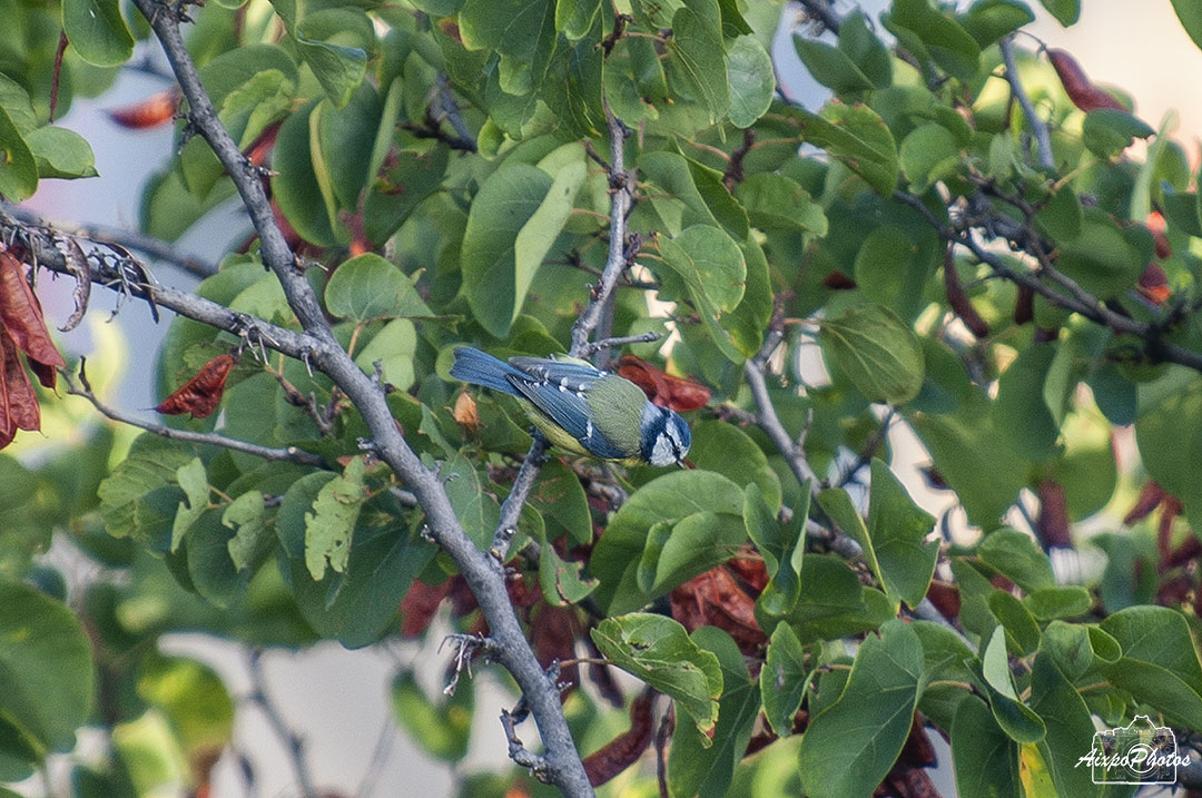 La Mésange Bleue ce matin