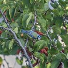 La Mésange Bleue ce matin