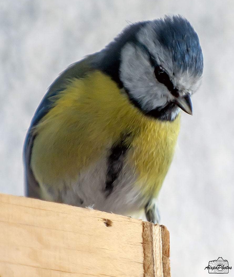 La Mésange bleue ce matin sur le nichoir 