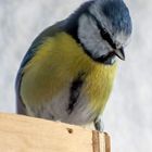 La Mésange bleue ce matin sur le nichoir 